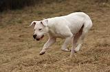 DOGUE ARGENTIN 215